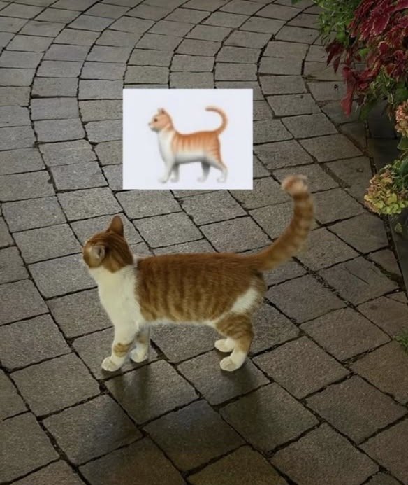 calmgloww's tweet photo. kitty 😻 https://t.co/bQimQyJcS2
