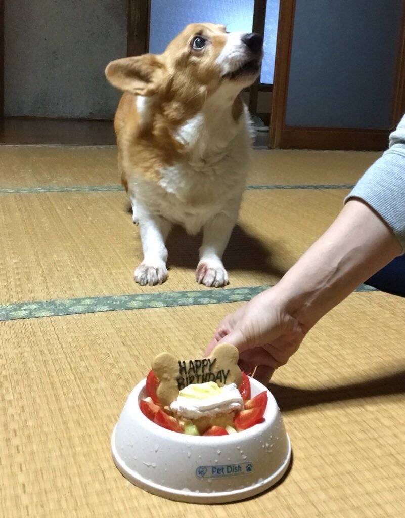 yomogimoti_ois's tweet photo. 誕生日にケーキを出されて「え⁉️いいんですか⁉️」って顔になった犬見て。 https://t.co/7kbdVtqPVQ