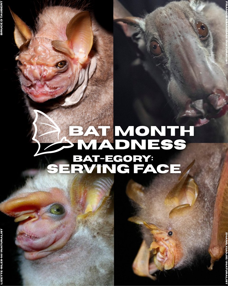 BatConIntl's tweet photo. Lethal face card? We have 4 bats that know allllll about that. 💁‍♀️ 
Only 2 of these batties can advance into the final round of Bat Month Madness... cast your vote now! 🦇 https://t.co/bXqlO1H492