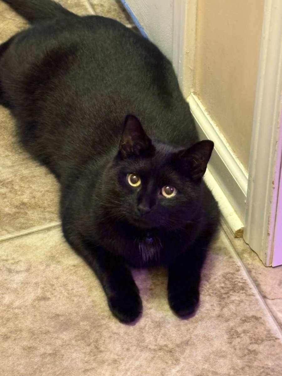 makecatsbetter tweet picture