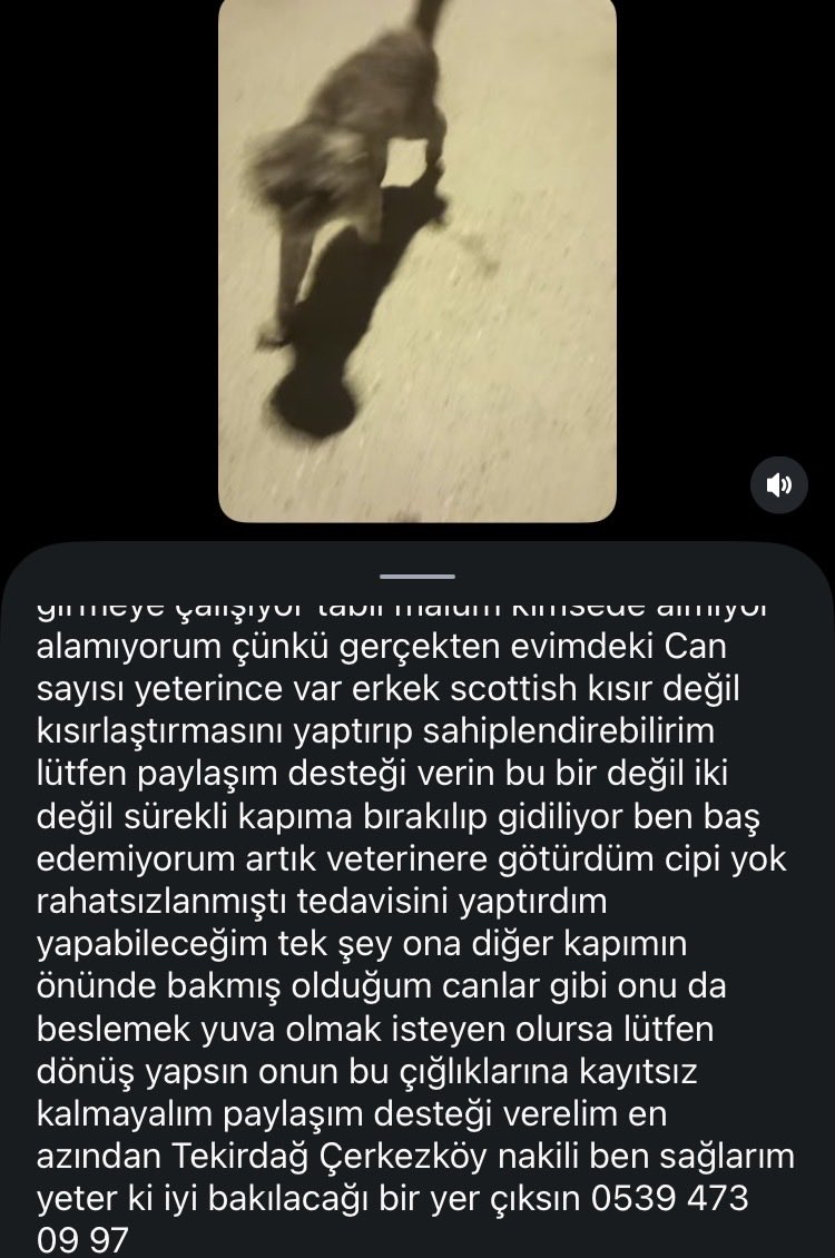womanchildanima's tweet photo. Tekirdağ 

Evden atılmış bu can sokakta 15 gündür ağlıyormuş😢

Acil yuva aranıyor 

Diğer illere nakil sağlanır
İlandaki iletişim no’dan ulaşın https://t.co/J2whD3eB39