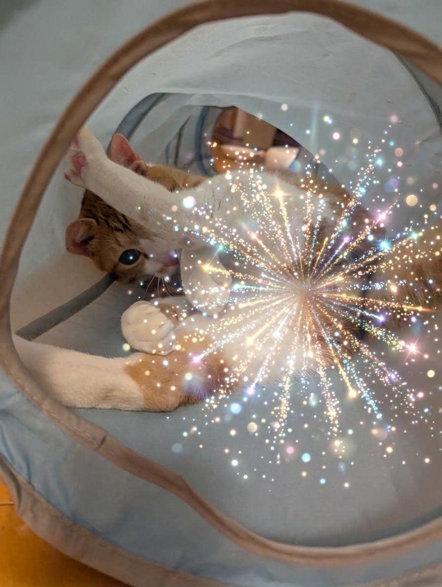 masabibimasa's tweet photo. ✨ 😺 ✨ 😺 ✨😺 ✨😺 ✨ 😺キンタマキラキラ金曜日😺  ✨ 😺 ✨ 😺 ✨ 😺 ✨ 😺 ✨ https://t.co/pOfled7eZ7