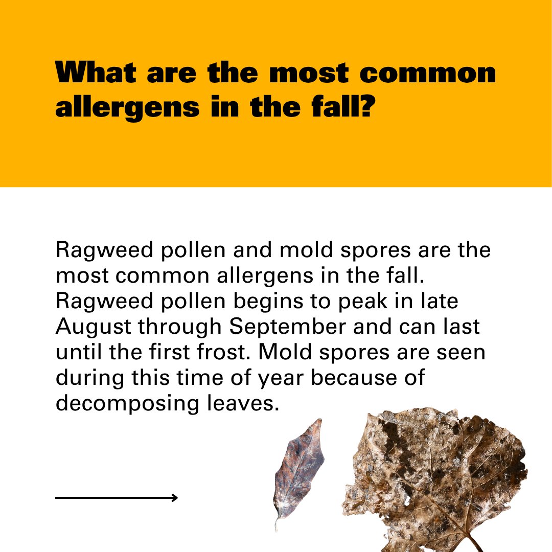VCUHealth's tweet photo. Avoid falling for seasonal allergies with expert tips from a VCU Health allergist. https://t.co/An5aoWfcna 🍂🤧 https://t.co/trCAEbJuao