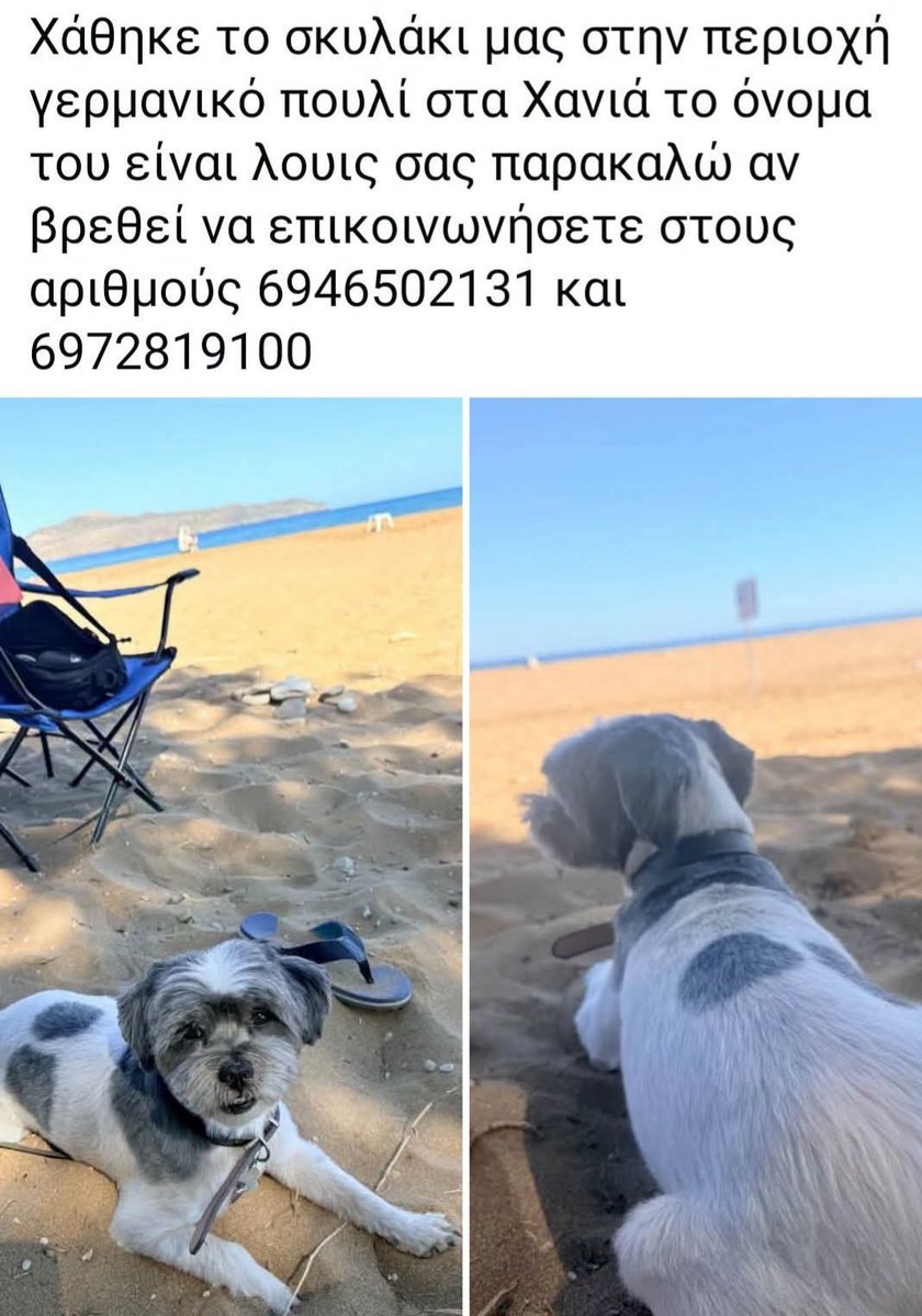 KatKatPt's tweet photo. 🆘️🆘️🆘️
Χαθηκε το σκυλακι στην περιοχή Γερμανικό Πουλι στα Χανιά 
Το όνομα του είναι Λούις 
Για οποιαδήποτε πληροφορία καλέστε άμεσα στα τηλ 
Rt 🙏 🙏 🙏 https://t.co/I3fmpkgrXR