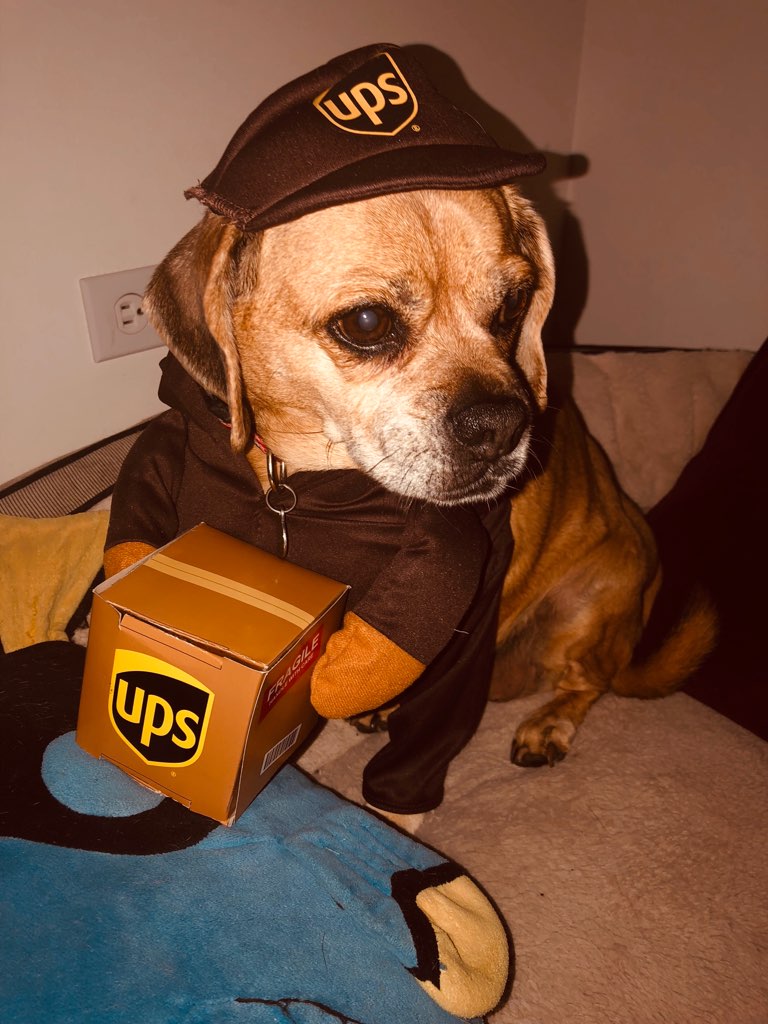 MarkKrockover's tweet photo. Throwback Thursday to Gucci as a UPS Driver in 2019  #ThrowbackThursday #TBThursday #TBT #Thursday #ThursdayThoughts #ThursdayVibes #ThursdayMotivation #Halloween #Halloween2019 #Puggle #Dog #Gucci #UPS https://t.co/lWWfr37MIe