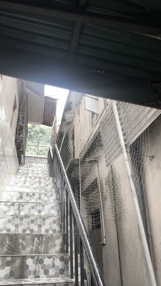 AdinavSuri's tweet photo. A spider used to make this fresh every single day ong i was so lucky to witness this during my time in sikkim https://t.co/bL3m6jF7aB