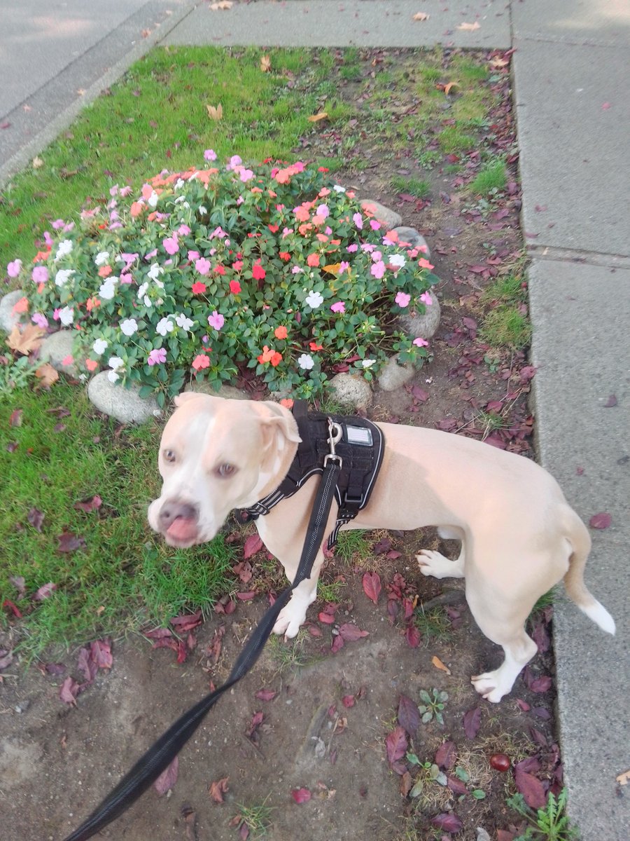 LebrockTony's tweet photo. ๐พ๐ณJoseph Is Nude!ยก!๐พ๐๐ค๐
#nakedfitness #naked #dogsonx #pittrageous #staffylife #cooldog
#flowervibes #walkvibe #dogswin https://t.co/RAoatLhiUI