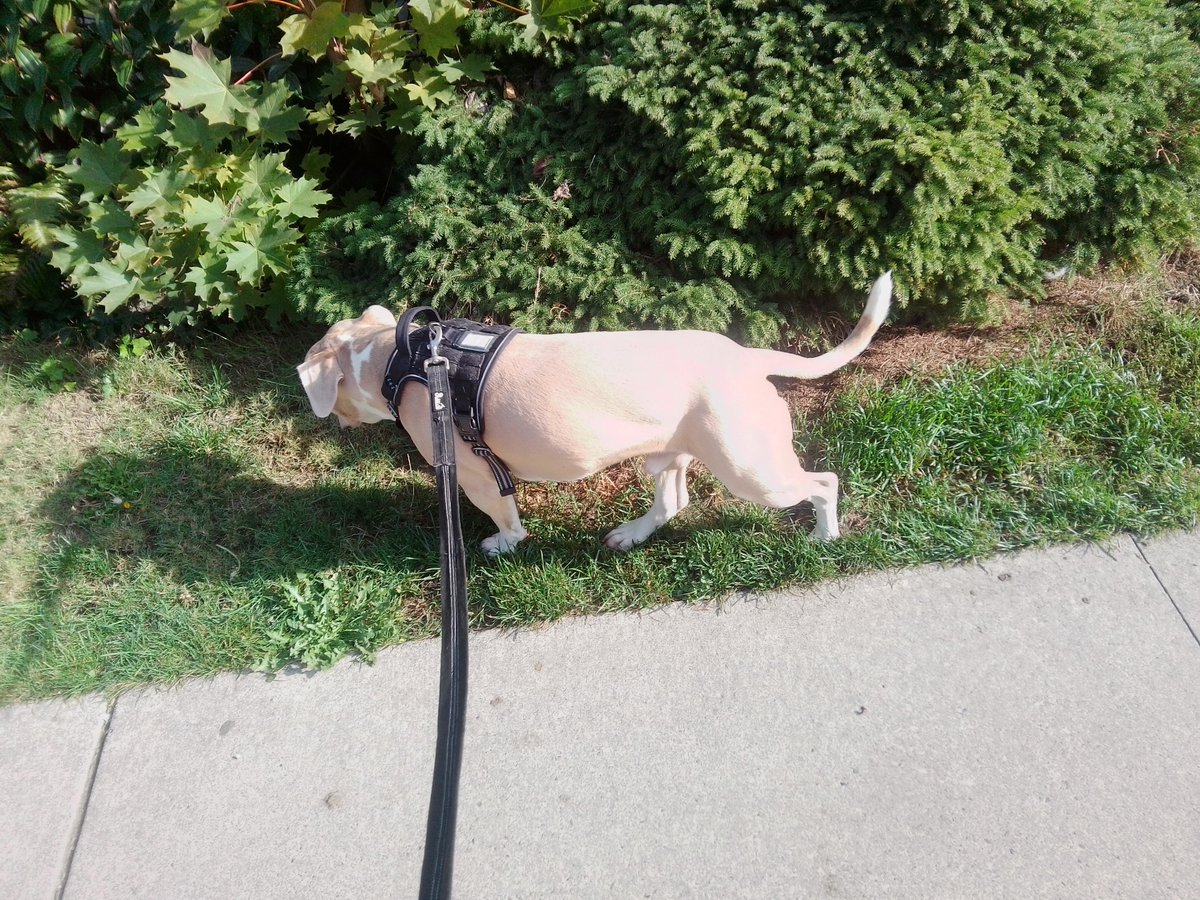 LebrockTony's tweet photo. ๐พ๐ณJoseph Is Nude!ยก!๐พ๐๐ค๐
#nakedfitness #naked #dogsonx #pittrageous #staffylife #cooldog
#flowervibes #walkvibe #dogswin https://t.co/RAoatLhiUI