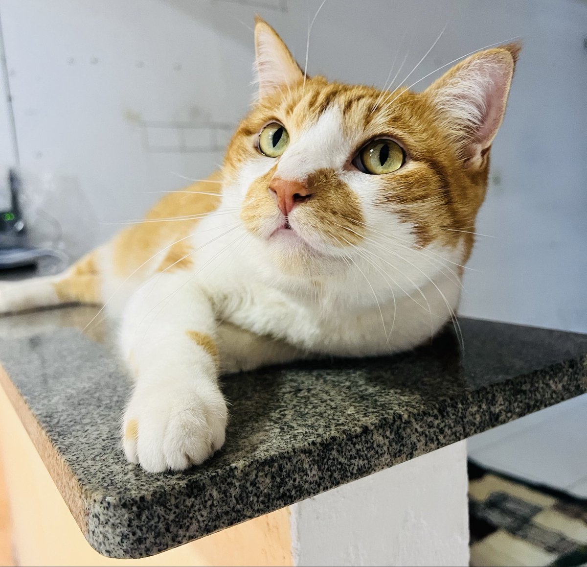 Soldier_BRZ's tweet photo. Descobrimos pedras na bexiga. Ele precisa de uma cirurgia urgente para retirá-las, no valor de R$ 1.150.

Tenho 6 gatos resgatados e, neste momento, não tenho mais dinheiro nem limite no cartão para salvar o Tamago. 
 PIX aceita doações de qualquer valor: 6372227@vakinha.com.br https://t.co/UC90BLanlv