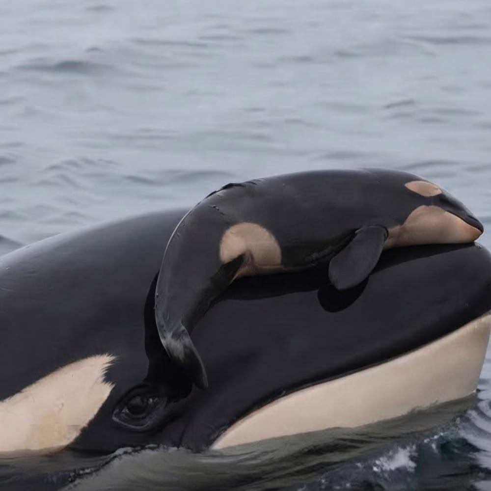 EnsedeCiencia's tweet photo. NO SOLTÓ A SU CRÍA DURANTE 17 DÍAS 🖤🐋
Tahlequah (J35), una orca del Pacífico Norte, llevó consigo durante 17 días y unos 1,600 km el cuerpo de su cría, que murió poco después de nacer. Cada vez que se hundía, regresaba para recuperarlo. https://t.co/PNqFc1O199