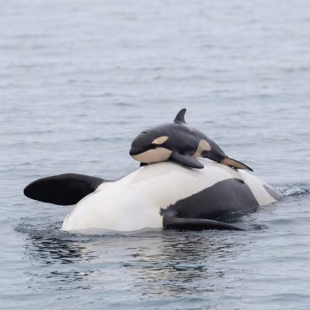 EnsedeCiencia's tweet photo. NO SOLTÓ A SU CRÍA DURANTE 17 DÍAS 🖤🐋
Tahlequah (J35), una orca del Pacífico Norte, llevó consigo durante 17 días y unos 1,600 km el cuerpo de su cría, que murió poco después de nacer. Cada vez que se hundía, regresaba para recuperarlo. https://t.co/PNqFc1O199