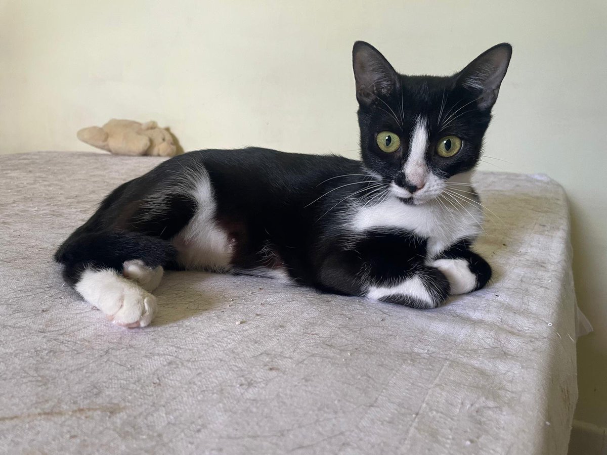 RandagiBaffi's tweet photo. Femminuccia di otto mesi, sterilizzata, testata negativa e vaccinata. Proposta a chi chiedeva una micia in adozione ma mi hanno che è troppo brutta. Che faccio la rimando in Calabria? Torino e provincia info whatsapp 3496067443 https://t.co/rO2oqu4jwy