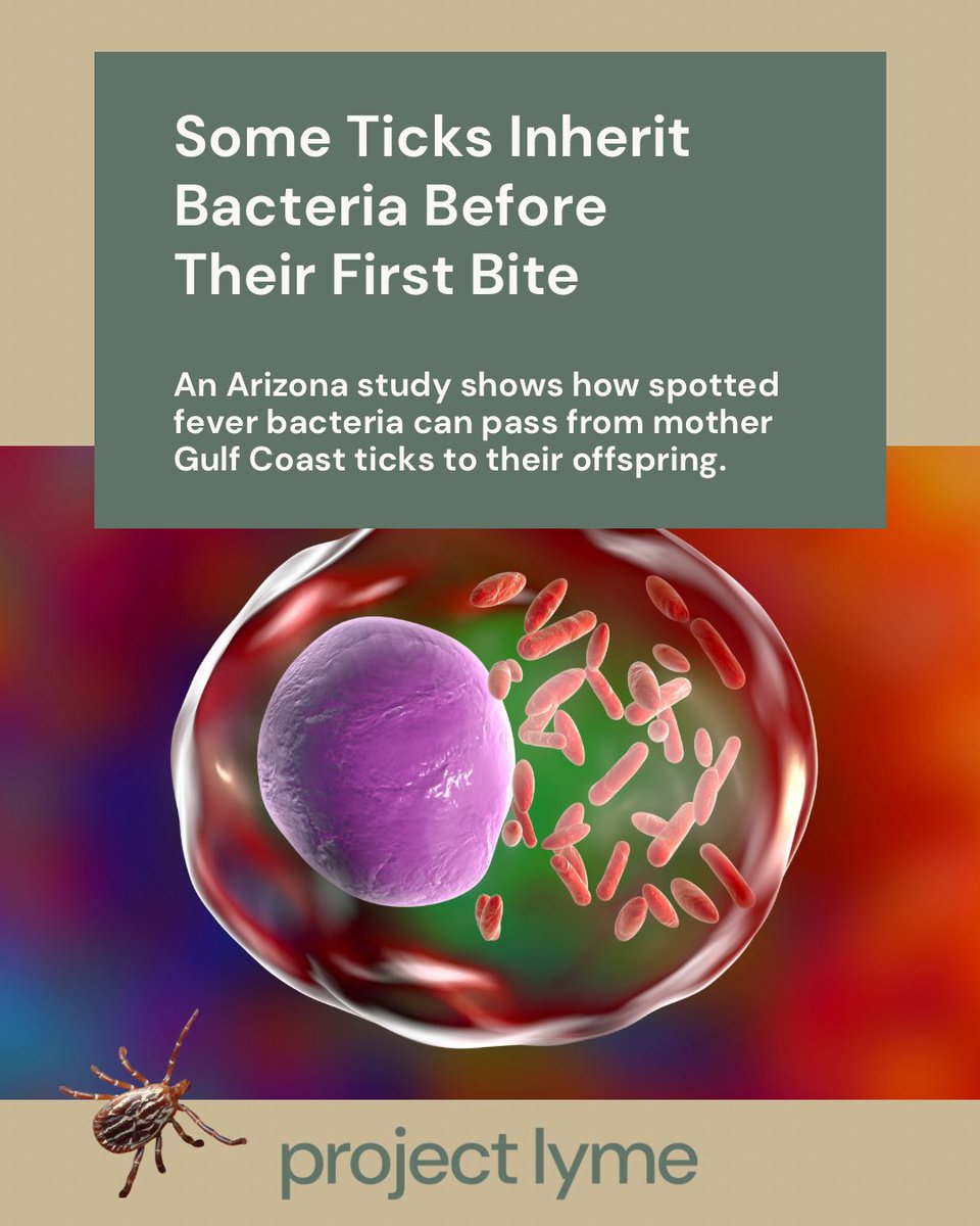 ProjectLyme's tweet photo. Some ticks inherit bacteria before their first bite. A southern Arizona study found that Rickettsia parkeri, which causes a form of spotted fever, can pass from mother ticks to offspring—so tiny “seed ticks” can hatch already infected. Read more: https://t.co/WXEVH4M8JT https://t.co/neouLqOo1y