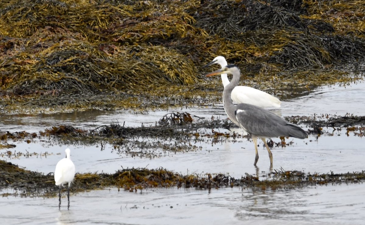 PenrhosSave's tweet photo. Support our fight to protect their home from being made into a tourist holiday village ! 
#SavePenrhos. #AchubPenrhos 
📸David Vaughan Hughes https://t.co/rZNBCVuiPh