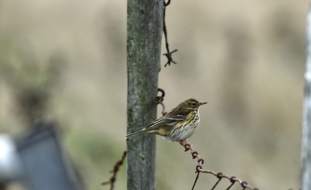 PenrhosSave's tweet photo. Support our fight to protect their home from being made into a tourist holiday village ! 
#SavePenrhos. #AchubPenrhos 
📸David Vaughan Hughes https://t.co/rZNBCVuiPh