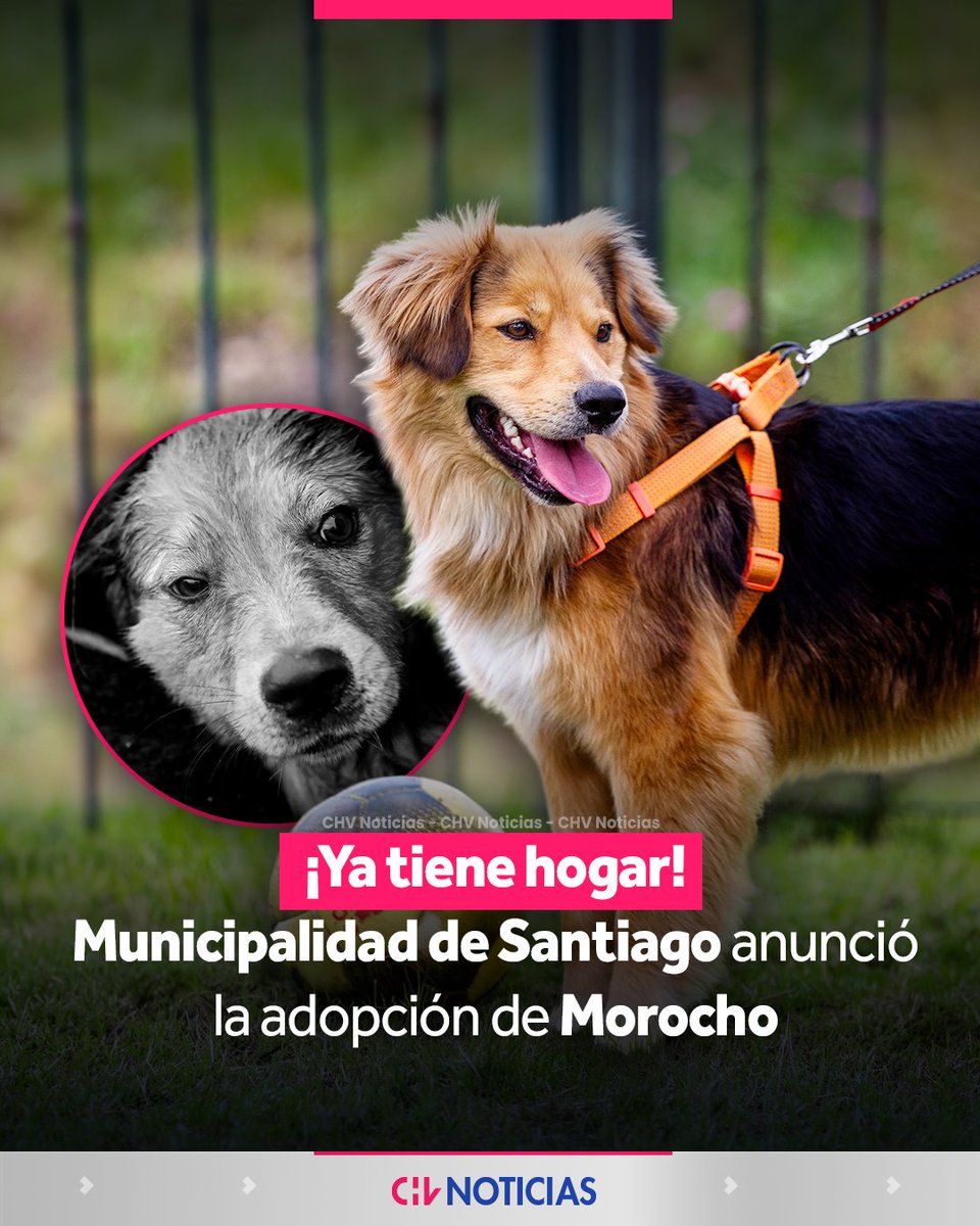 chvnoticias's tweet photo. ¡FINAL FELIZ! 😍
🐶 “Morocho”, el perro que conmovió a cientos de personas tras quedar atrapado en el río Mapocho, encontró un hogar.
La Municipalidad de Santiago confirmó que adoptó al animal, quien se incorporará a la Dirección de Seguridad y tendrá un nuevo rol dentro de la institución.
🦮 El can fue rescatado tras un operativo que contó con la participación de funcionarios especializados y, luego de que su historia se hiciera conocida, varias personas manifestaron su intención de adoptarlo. Sin embargo, finalmente permanecerá bajo el cuidado del municipio, que le dará un espacio seguro y lleno de cuidados.
#CHVNoticias #CHVNacional