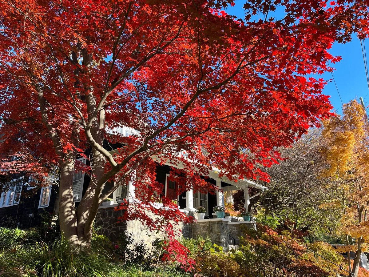capitalweather's tweet photo. 🍁 FOLIAGE PHOTO CALL! 🍂

Colors starting to pop, especially in higher elevations west of DC. We want to see what you're seeing!

Got a great shot? Use #cwshare to give us permission to publish. Include location/date.

More ways to share: https://t.co/p5BoBfkJXF https://t.co/TYdKAFxiYf