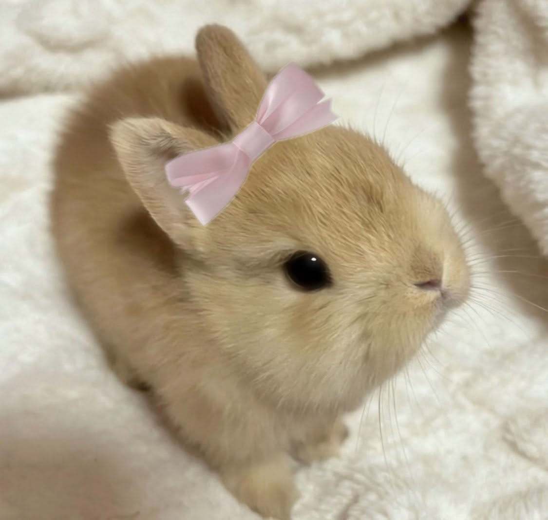 lunarnabi's tweet photo. Yeah hamster Momo is cute but please consider bunny Momo 🐰🎀 https://t.co/m6mmmgGZvi