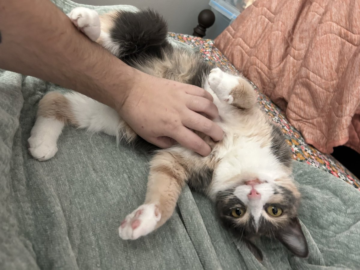 oreoeocat's tweet photo. https://t.co/1Ik3gYt86J