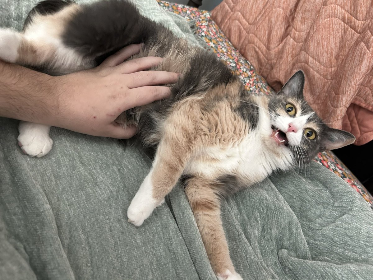 oreoeocat's tweet photo. https://t.co/1Ik3gYt86J