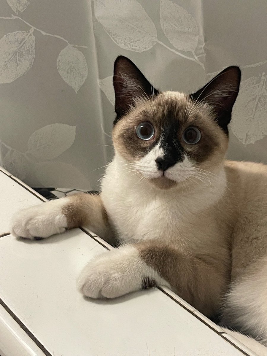 Andrea56822453's tweet photo. 1/4
We have someone very special to introduce.
Meet our new little sisfur! She doesn’t have a name quite yet, but she already seems to know she belongs here! 
She had a very rough start. She was hit by a car when she was just a tiny kitten. 
#CatsOfX https://t.co/TTpTYSkkdO