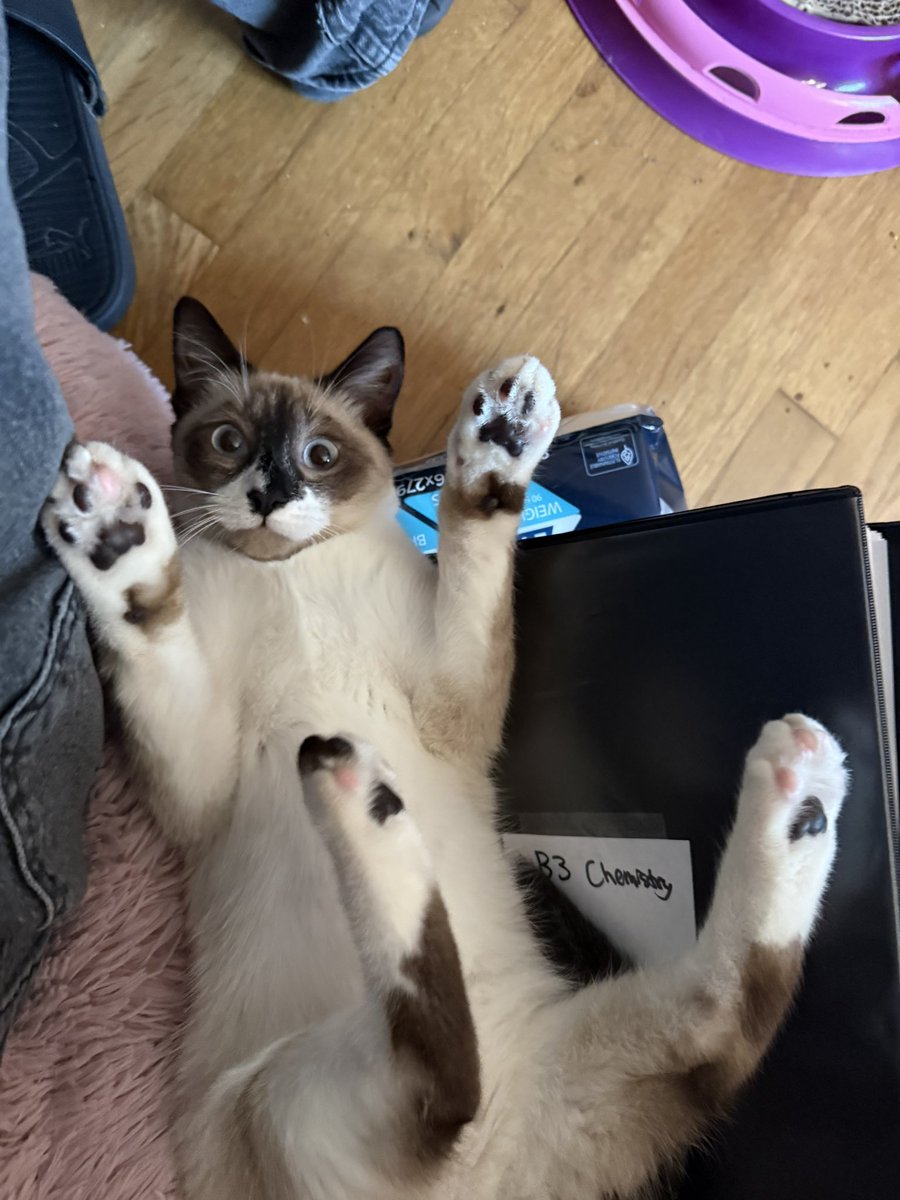 Andrea56822453's tweet photo. 2/4
She needed surgery to repair a hernia and had hip fractures Thankfully, she recovered, and now she’s been given a new beginning. 🥹.               
#CatsOfX #SNELovesPets #Hedgewatch https://t.co/ZXoUshgPev