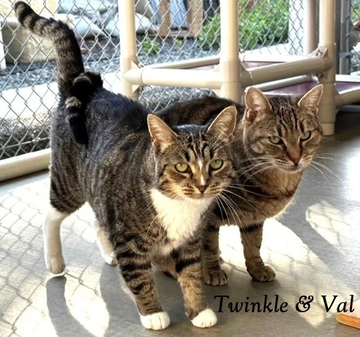 sachikoko's tweet photo. 👉🏽SENIOR ALERT🙏🏽PLZ SHARE
💓Shy, Sweet 8YO #Senior Brown #Tabby Kitty "VAL"💓
📢Needs A Quiet, Patient #FureverHome🏡Hopefully W/ Twinkle
▶4 INFO https://t.co/RXKDz8ZStF
🙏🏽#AdoptDontShop
#SealBeach, #CA #OrangeCounty #SoCal
✅Cats @SealBeachAnimal #ForgottensoulsHour #US #CATS https://t.co/60WfDJq9Ff