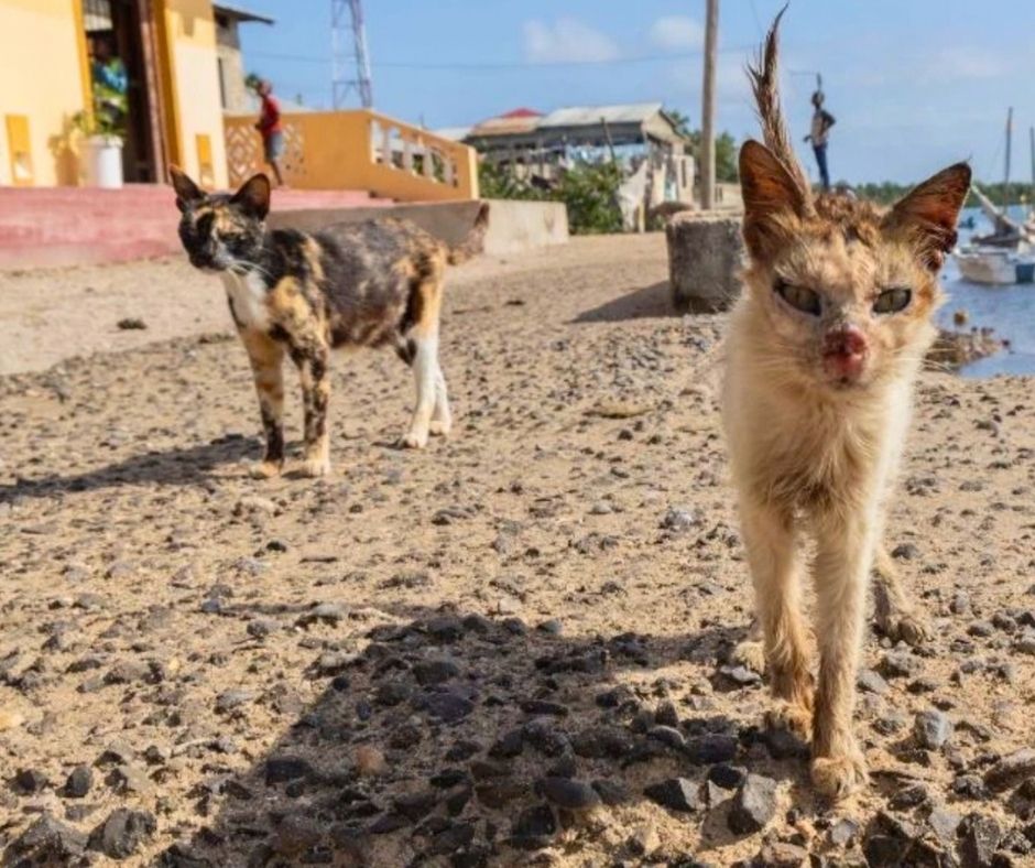 Network4Animals's tweet photo. 🌍This #DAFDay, support Network for Animals directly through your Donor-Advised Fund (DAF) on our website🐾❤️.

Recommend a grant wherever the need is greatest or support a project close to your heart.

👉 It’s only a few clicks: https://t.co/SEPF1I88w8 https://t.co/gQsGOhpCeS