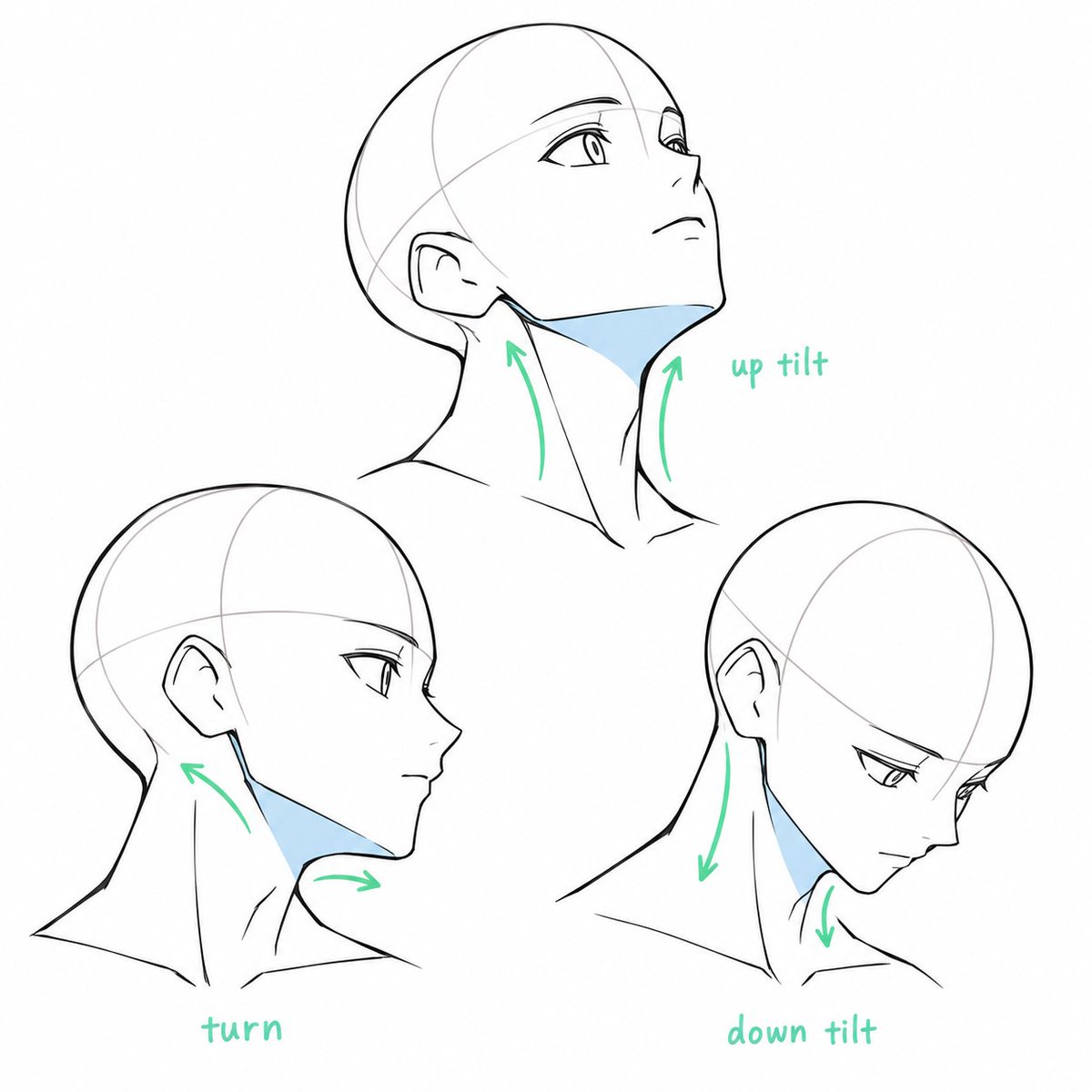 ezdrawps's tweet photo. Neck structure reference https://t.co/GwAaEzHtoU