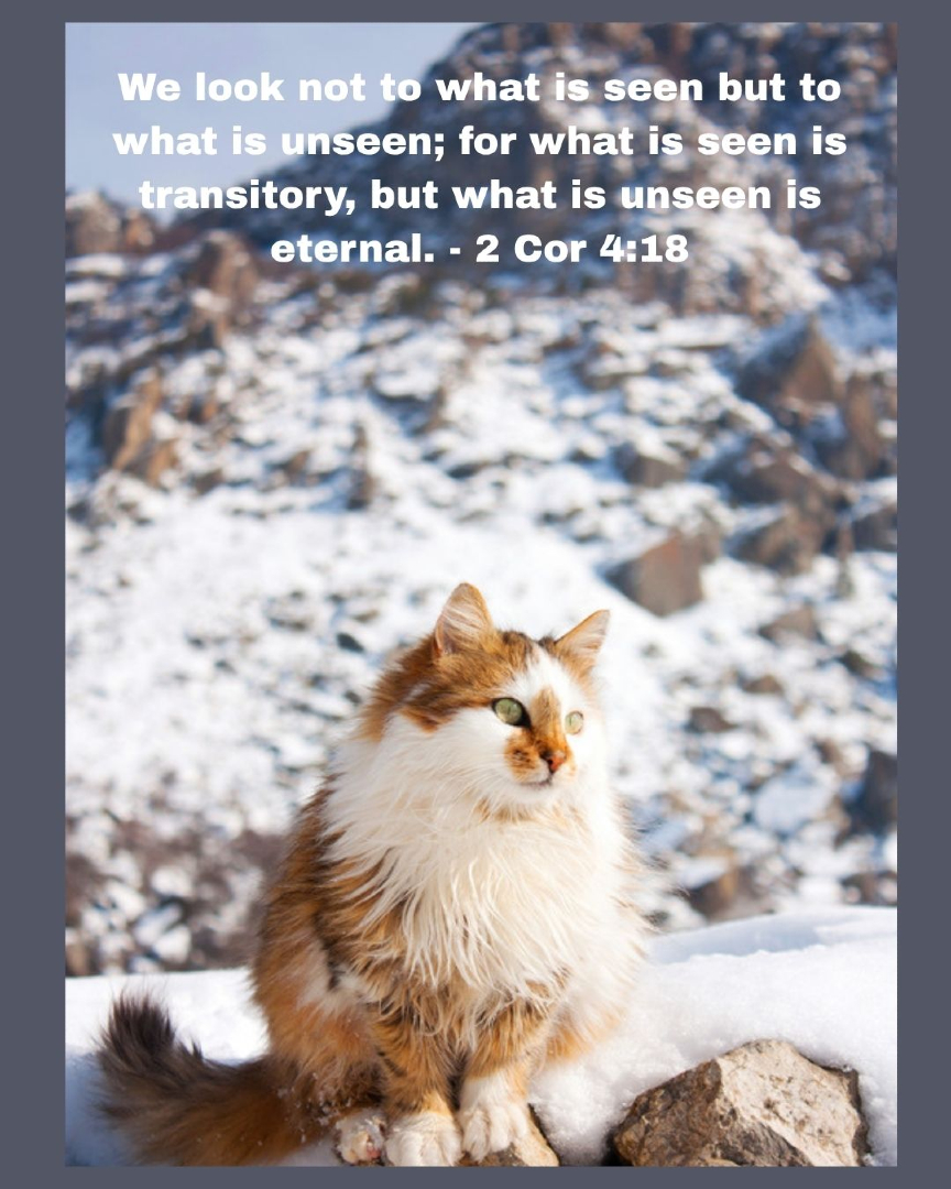 SFBaumgartner's tweet photo. #cat #kitten #Catholic #Christian #dailyinspiration #memoryverse #scriptures #truth #quote #faith #scriptureoftheday #catmemes #catvibes #catlovers #catphoto #trending #bibleverse #viralphoto #cutecat https://t.co/fWAESWKuAH