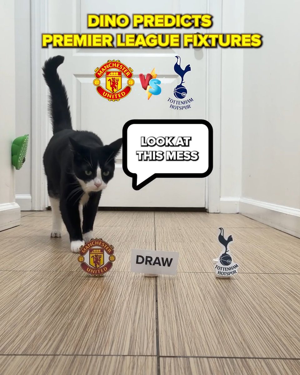 A black and white cat named Dino stands in front of a door, looking at the camera with a speech bubble reading "LOOK AT THIS MESS" above Manchester United and Tottenham Hotspur logos, while below sits a "DRAW" prediction card between the two club crests, humorously suggesting a stalemate for the Premier League fixture.