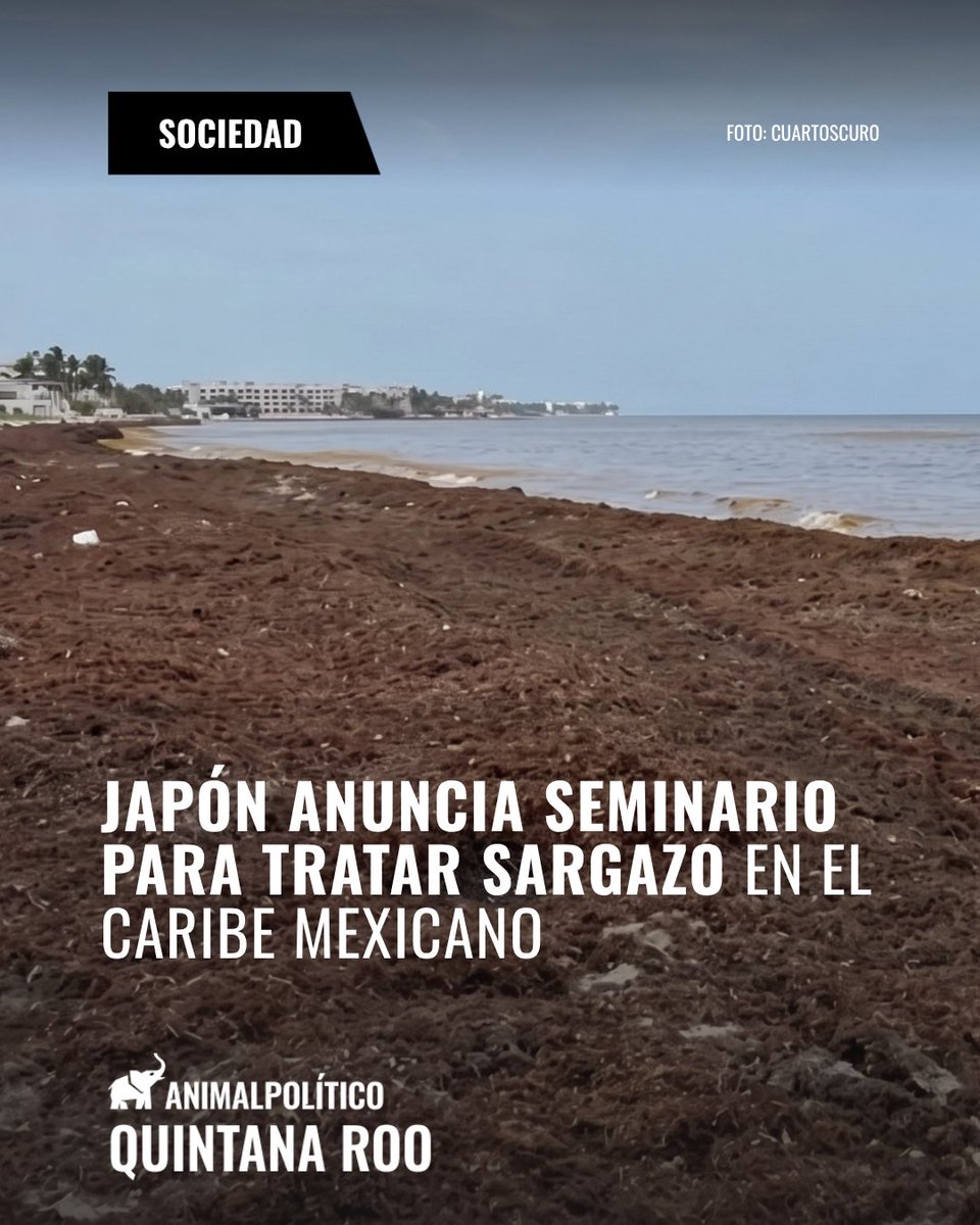 AP_QuintanaRoo's tweet photo. 🤝 Japón anuncia seminario para tratar sargazo en el Caribe Mexicano

Derivado de acuerdos ambientales entre México y Japón, la Agencia de Cooperación Internacional japonesa (JICA) proyecta proyectos de cooperación técnica y comercial en la región. https://t.co/DiCyd8FDwt