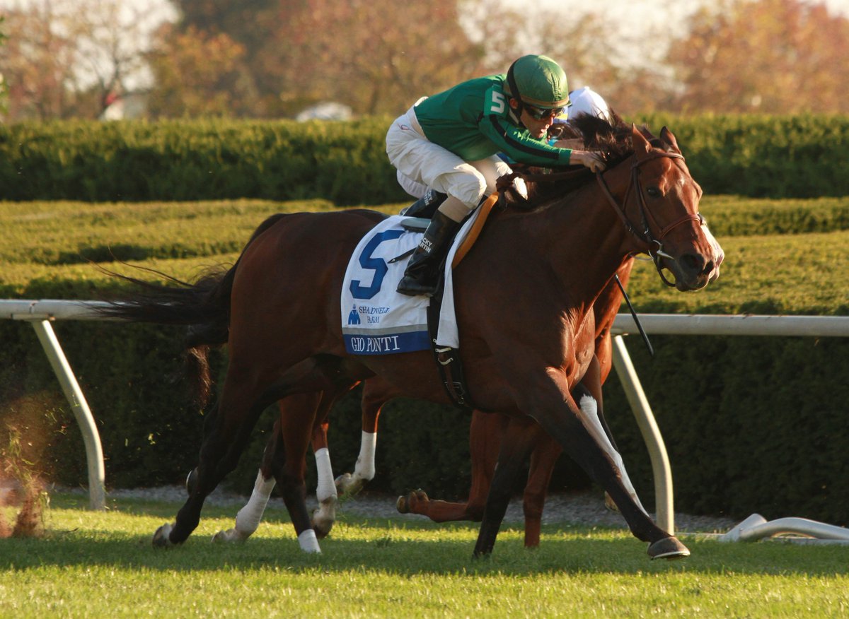 Equibase's tweet photo. #OnThisDay in racing history on October 8, 2011... GIO PONTI went back-to-back in the G1 Turf Mile at @keenelandracing for his 12th and final career victory for the late @clementstable with @RADominguez76 aboard!

The 2011 Turf Mile was Gio Ponti's 7th career G1 victory and was retired to stud following a bid in the G1 @BreedersCup Mile that year. 

Career record:
🏇29 starts
🥇12 wins
🥈10 seconds
🥉1 third
💵$6,169,800
🏆10 graded stakes wins
🏆7x G1W
🏆2009 Eclipse Award Champion Older Horse
🏆2009 Eclipse Award Champion Grass Horse
🏆2010 Eclipse Award Champion Grass Horse

Check out his horse profile on Equibase:
https://t.co/s43H48zvXl

📸Eclipse Sportswire