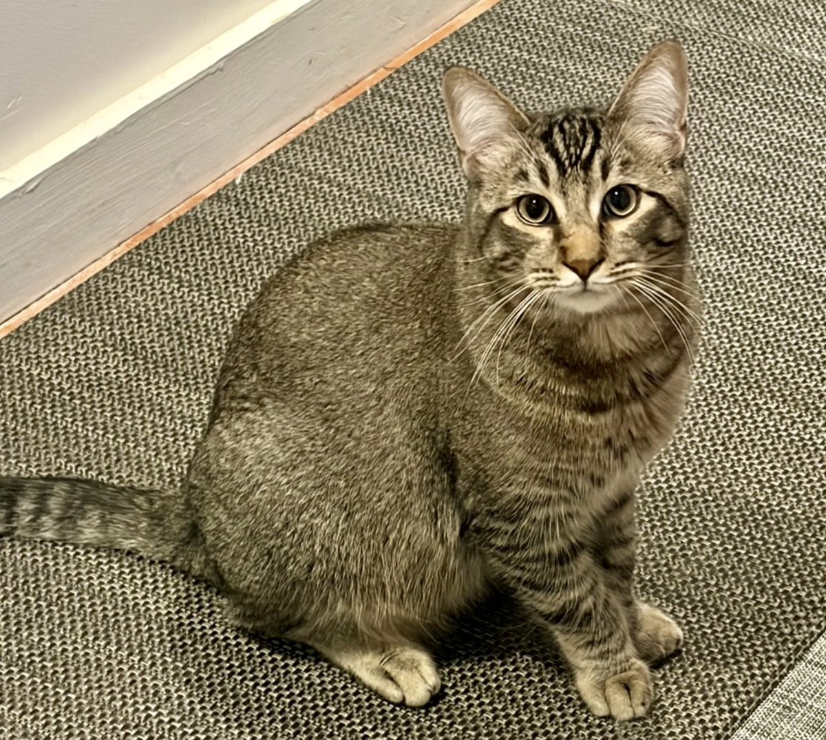 TheCatsMeowInc's tweet photo. We can’t believe Pedro has not been adopted yet! He’s been waiting a year in #LosAngeles for a forever home

Help get this guy noticed with a share!

Adoption info in 2nd pic

#forgottensoulshour #AdoptMe #thursdayvibes #AdoptDontShop #cats #CatsOfTwitter https://t.co/xerI5l2UUT