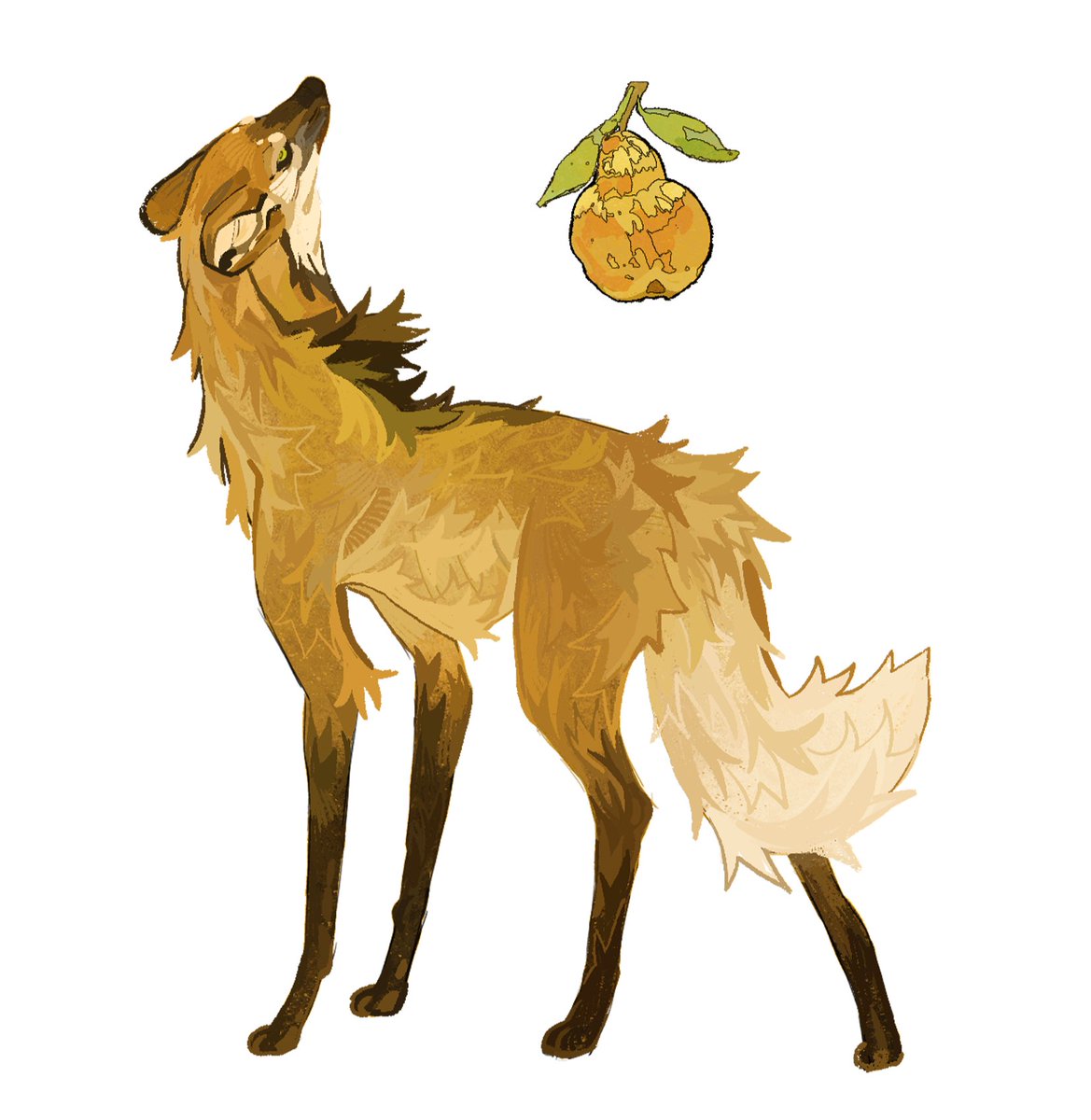 vetkhiy_barsuk's tweet photo. The maned wolf and the fruit 🍐 https://t.co/jp95Zv2G9N