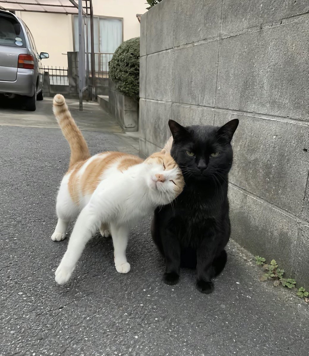 K23vtf8's tweet photo. 我简直就是这只粘人小猫咪。我的傲娇小黑猫呢？ https://t.co/aaColFBAMG