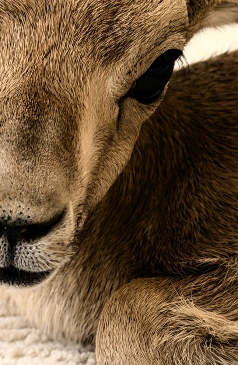 usarnamemjd's tweet photo. حـفيد جـديد 🦌❣️ https://t.co/OEFkR8zym6
