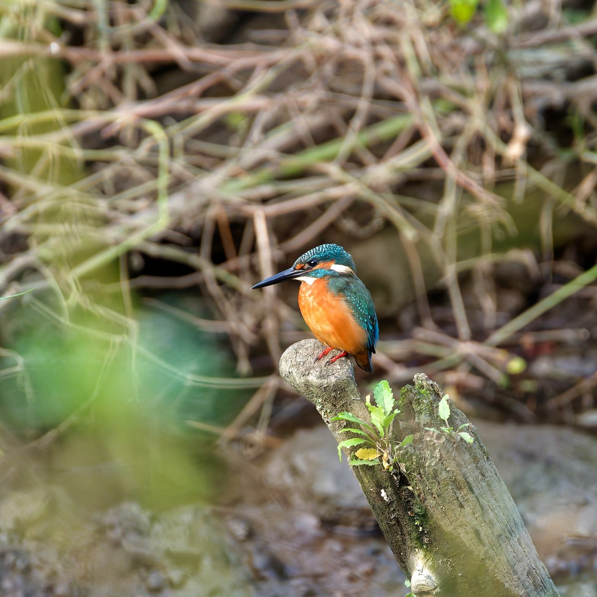 RoSunta's tweet photo. おつ鳥様です
カワセミはお腹が満たされているのか、暫くのんびり過ごしていました(続く)
#カワセミ
#SonyAlpha
#SonyGMaster https://t.co/OJJ6vuJou2