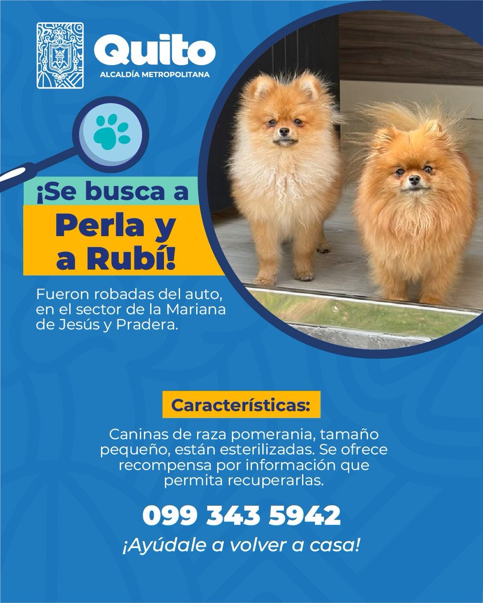 UBAQuito's tweet photo. 📣 #AlertaMePerdí | Tu ayuda puede marcar la diferencia. ¡Únete a la búsqueda y comparte!

 Juntos podemos darle un final feliz 🏡. https://t.co/cU4vXnKp1w
