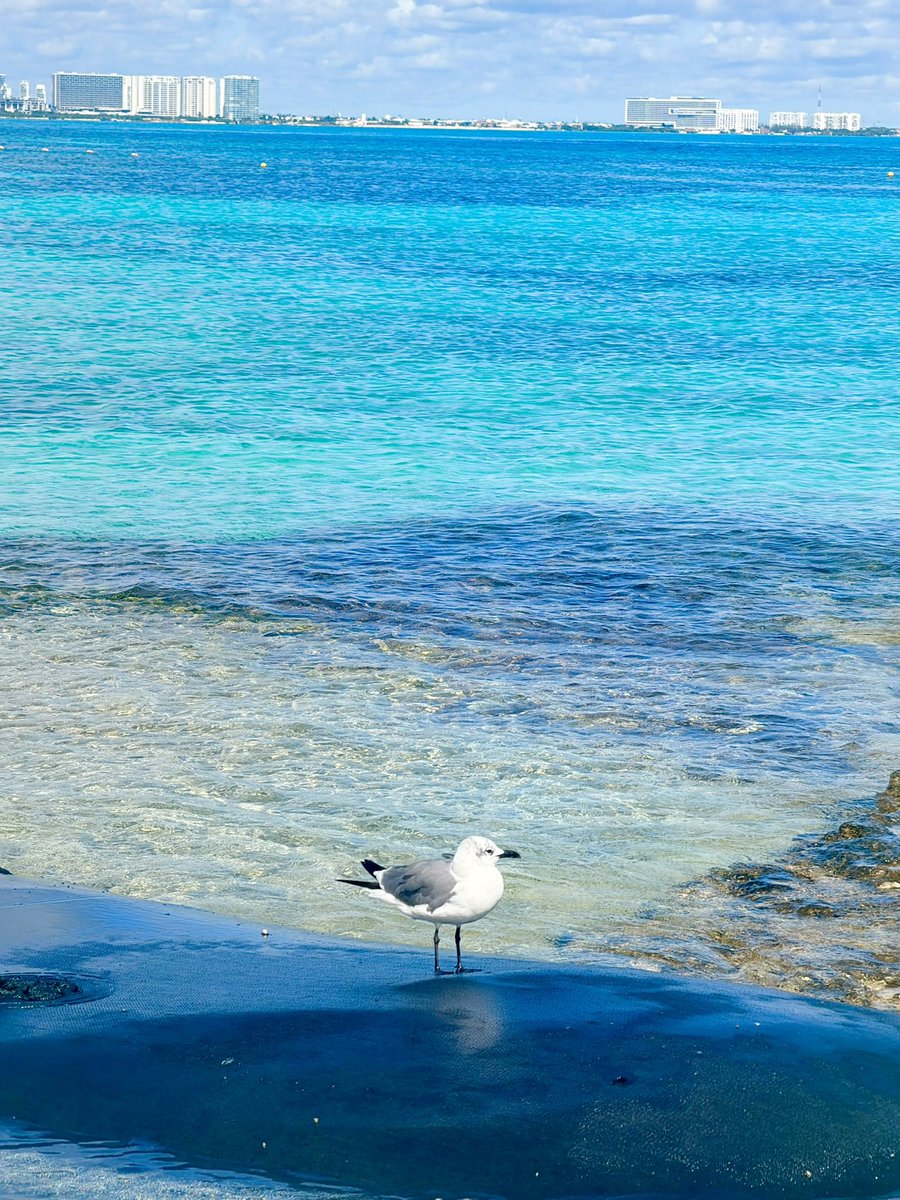 vmenditto's tweet photo. Muy buenos Paquetes a Cancún 🏖️ a partir de U$D 1.064  🔥 

🛎️ Hotel All Inclusive 
✈️ Vuelos con Carry on 
💵 precio por persona en base doble- Desde Buenos Aires.

Chicos si pueden no lo duden , no van a encontrar un lugar tan completo como Cancún 🌍 🇲🇽 

https://t.co/eVVciG14Hc