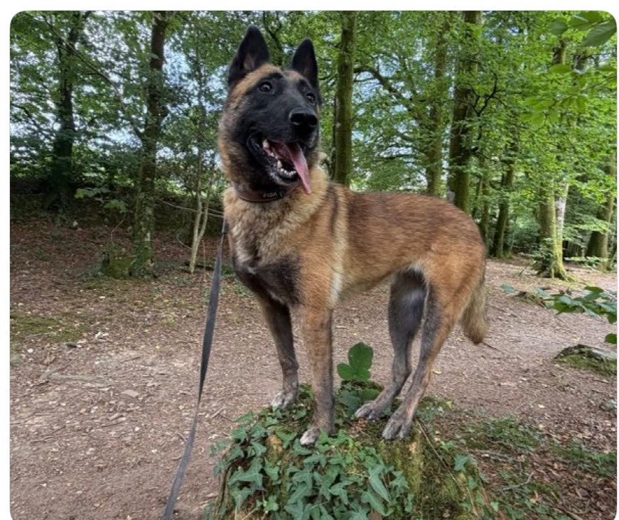 karen73984451's tweet photo. #forgottensoulshour
Plz RT and help lovely lassie #Polly find a loving home #TeamZay @gsrescueelite https://t.co/IkzOq0gqLw