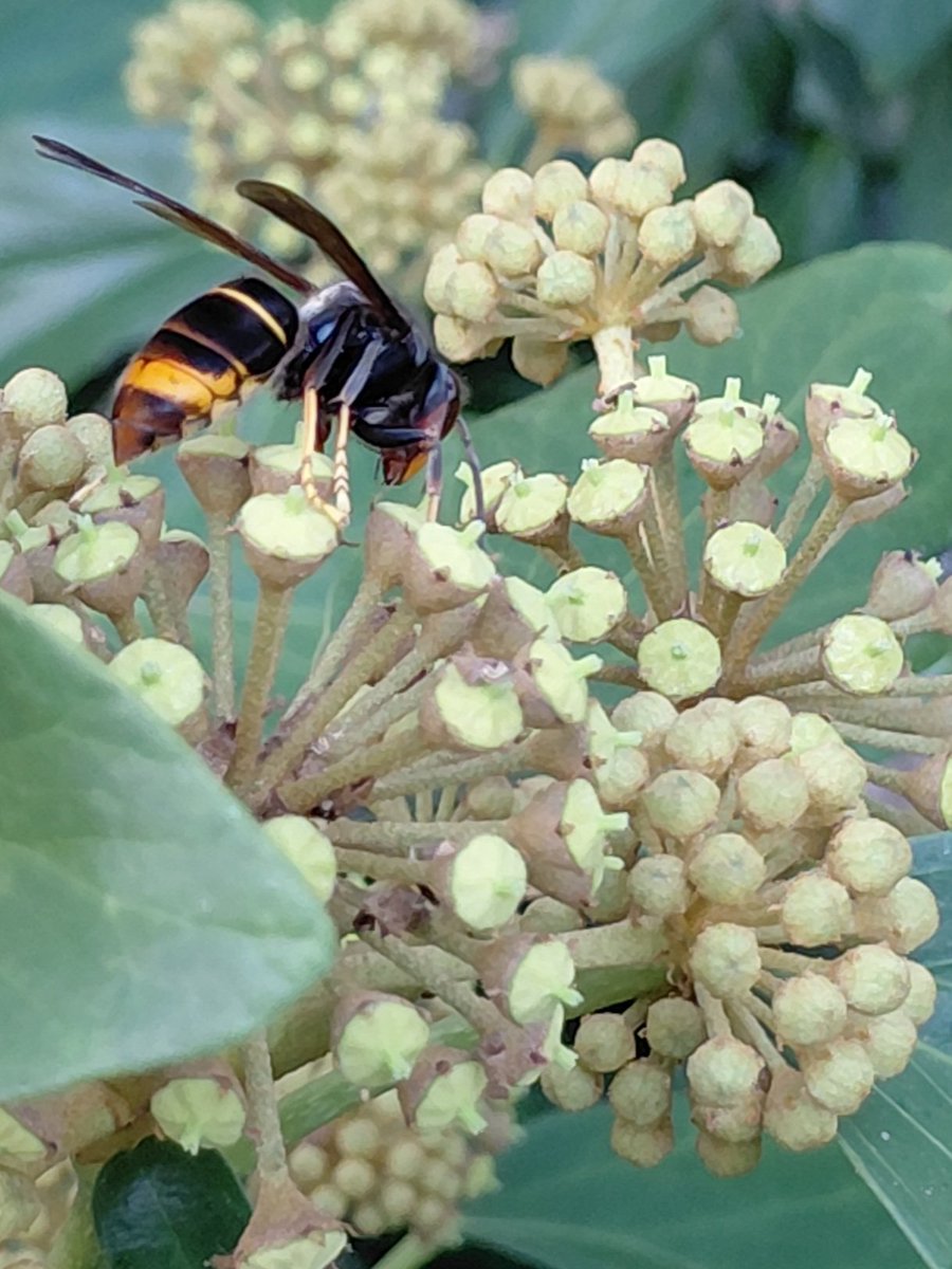 sunflower765277's tweet photo. Happy Friday! 🌼
Flowering Hedera is always well visited by all kinds of insects, including this Asian hornet. This useful plant is a great food source, and its berries later on are loved by birds. 🐝🏵🌿🐦‍⬛✨

​#Flyday #Insects #NaturePhotography #Flowers https://t.co/aY9VXVz902