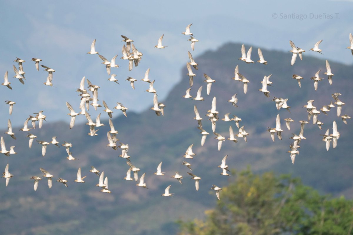 CAMHUILA's tweet photo. #NoticiasCAM | Huila se prepara para registrar su avifauna durante el October Big Day 👉🏻 https://t.co/CixGHeCwvj Un total de 15 municipios y cerca de 160 personas participarán en esta jornada mundial de ciencia ciudadana, que busca ampliar el registro de aves del departamento 🦜 https://t.co/BdV8ut4y3r