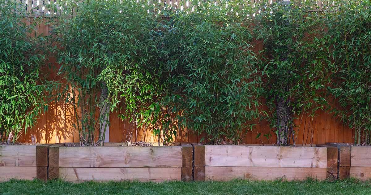 Gardeners_Path_'s tweet photo. How to Grow Bamboo in Containers - To enjoy elegant bamboo without it spreading through your garden, why not grow it in pots instead? Learn how to grow bamboo in containers in this guide on Gardener's Path. #gardening #bamboo #containergarden https://t.co/LaVlvRWRnx https://t.co/nuC2GyjaLJ