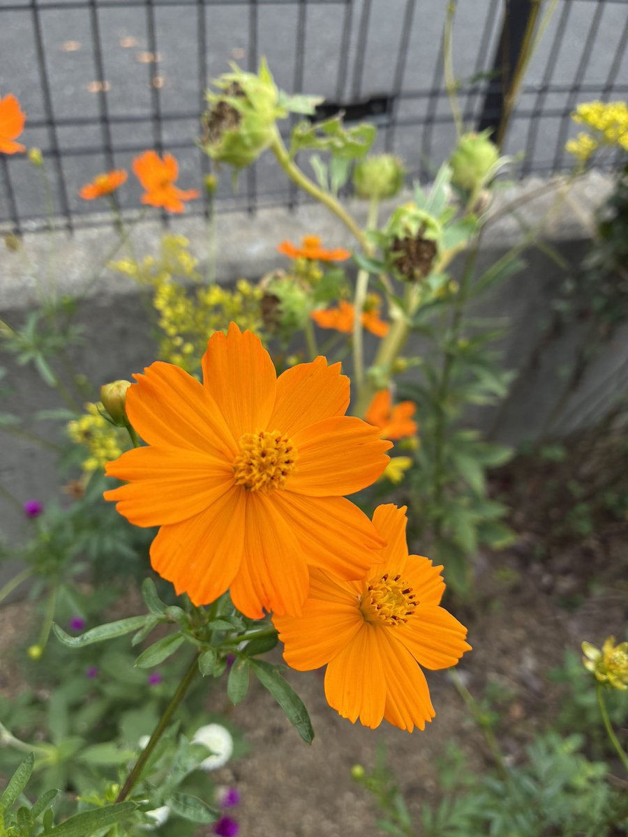 black0710228's tweet photo. #私の_世界に一つだけの花 https://t.co/zNd3mJUW3C