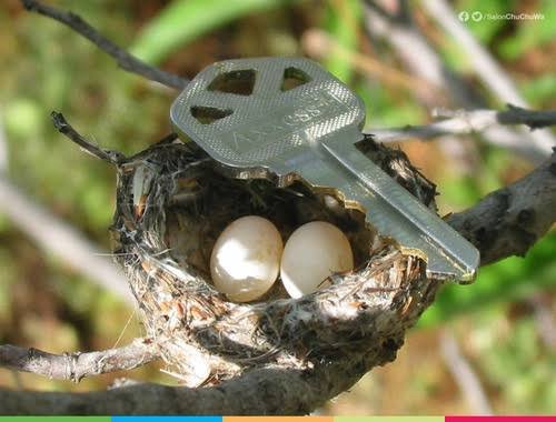 DonPeterFabro's tweet photo. El colibrí es el segundo animal con los huevos más pequeños del mundo.

El primero es el hijo de perra de @dejoselapiz. https://t.co/L79ysjM0pE