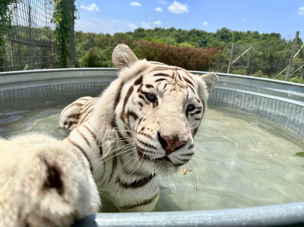 TigrisAksana's tweet photo. *paws at you* https://t.co/CnLzUEy9oF