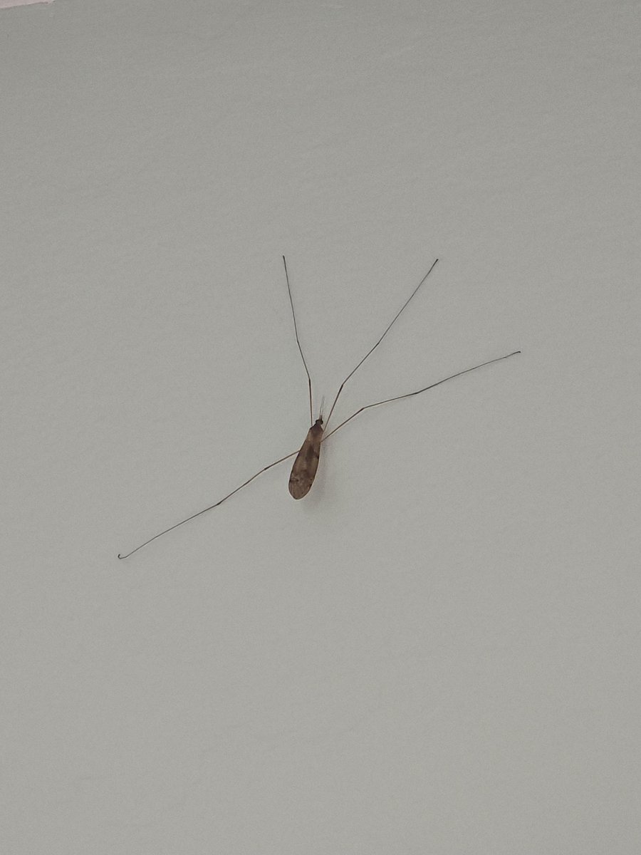 tittersnap's tweet photo. Hello i am a fucked up looking bug https://t.co/FK6n5EnpYb
