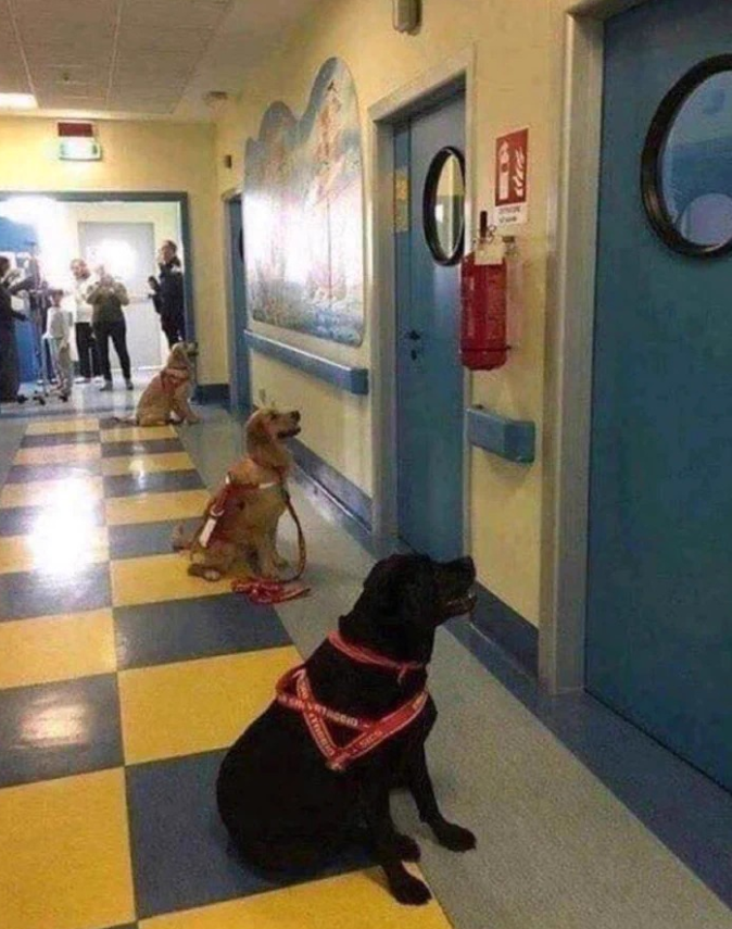 BestinDogs's tweet photo. Dogs waiting to enter children's hospital rooms for animal therapy...Please don’t scroll without giving them some love! ❤ https://t.co/kqBpdtfrXG