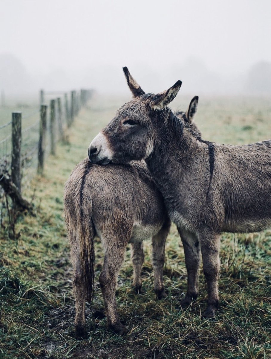 earthcurated's tweet photo. Some friendships don’t need explaining. https://t.co/ye5aQBkRII